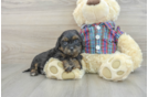 Shih Poo Puppy for Adoption