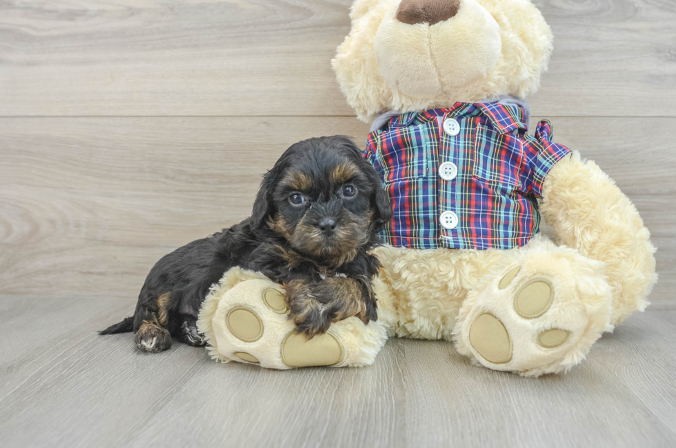 7 week old Shih Poo Puppy For Sale - Seaside Pups