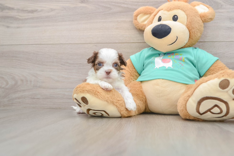 Hypoallergenic Shih Poo Poodle Mix Puppy