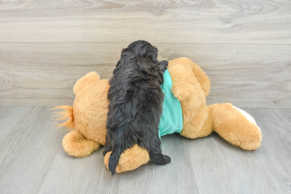 Petite Shih Poo Poodle Mix Pup