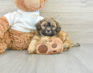 8 week old Shih Poo Puppy For Sale - Seaside Pups