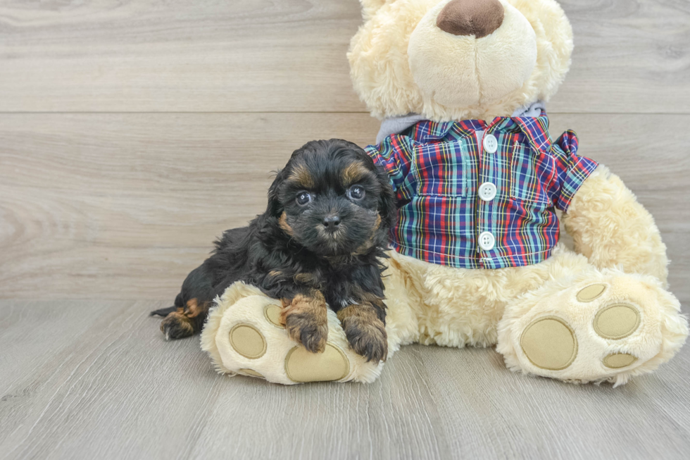 Shih Poo Puppy for Adoption