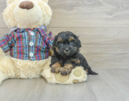 7 week old Shih Poo Puppy For Sale - Seaside Pups