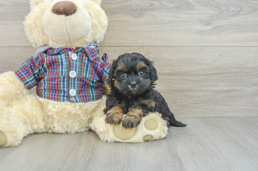 7 week old Shih Poo Puppy For Sale - Seaside Pups