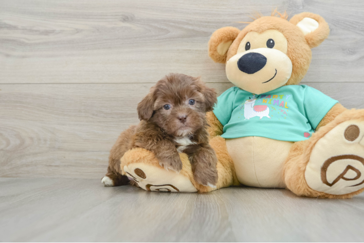 Little Shihpoo Poodle Mix Puppy