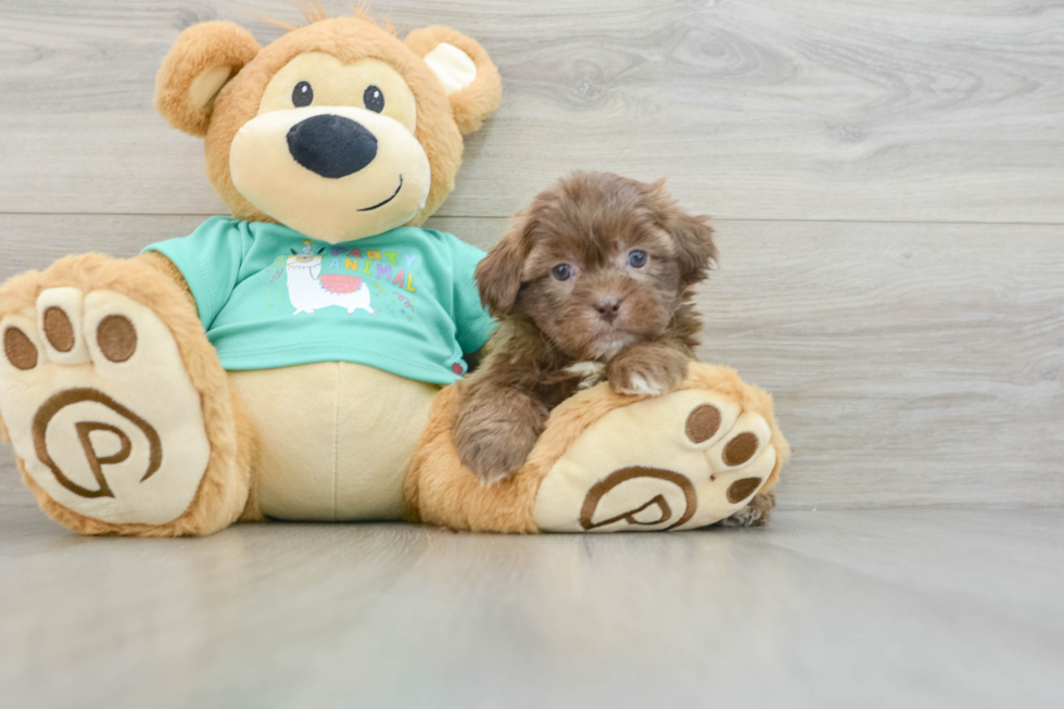 Funny Shih Poo Poodle Mix Pup