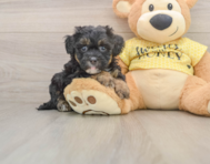 8 week old Shih Poo Puppy For Sale - Seaside Pups
