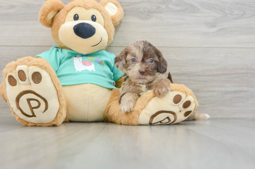 8 week old Shih Poo Puppy For Sale - Seaside Pups