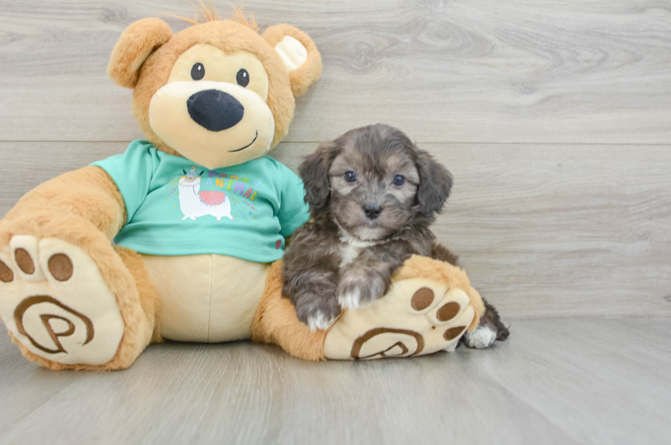 8 week old Shih Poo Puppy For Sale - Seaside Pups