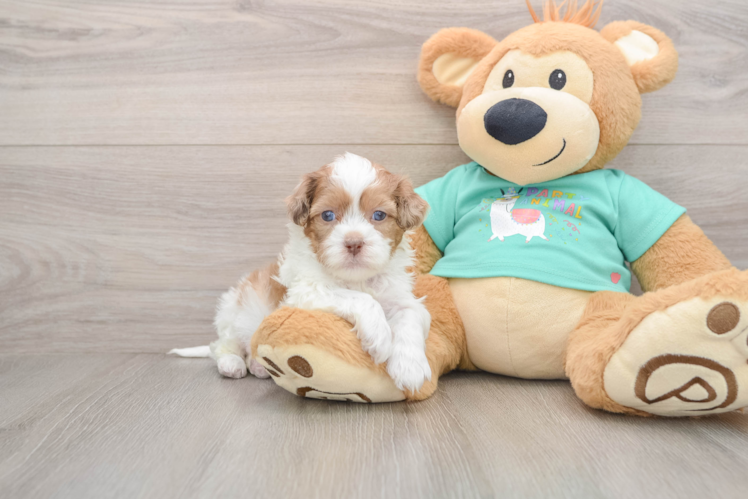 Playful Shihpoo Poodle Mix Puppy