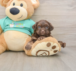8 week old Shih Poo Puppy For Sale - Seaside Pups