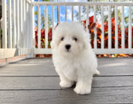 11 week old Shih Poo Puppy For Sale - Seaside Pups