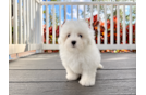 Best Shih Poo Baby