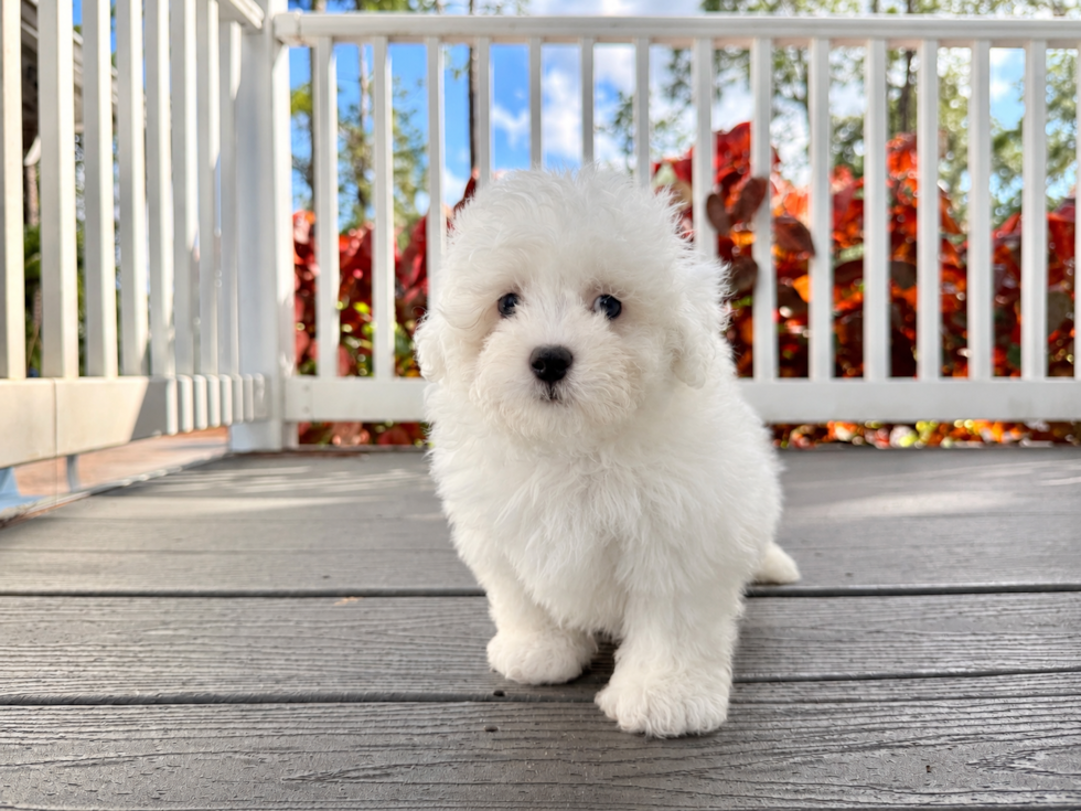 Best Shih Poo Baby