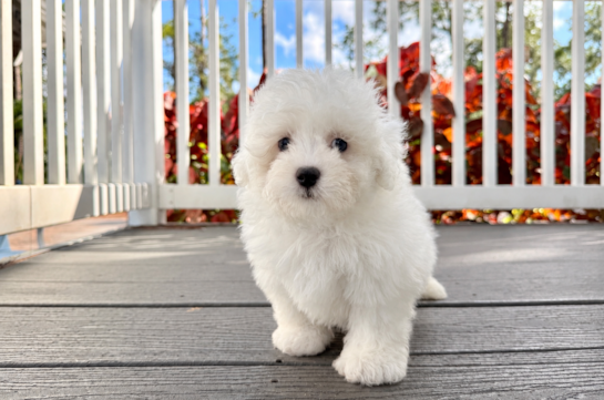 Cute Shih Poo Poodle Mix Puppy
