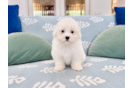 Best Shih Poo Baby