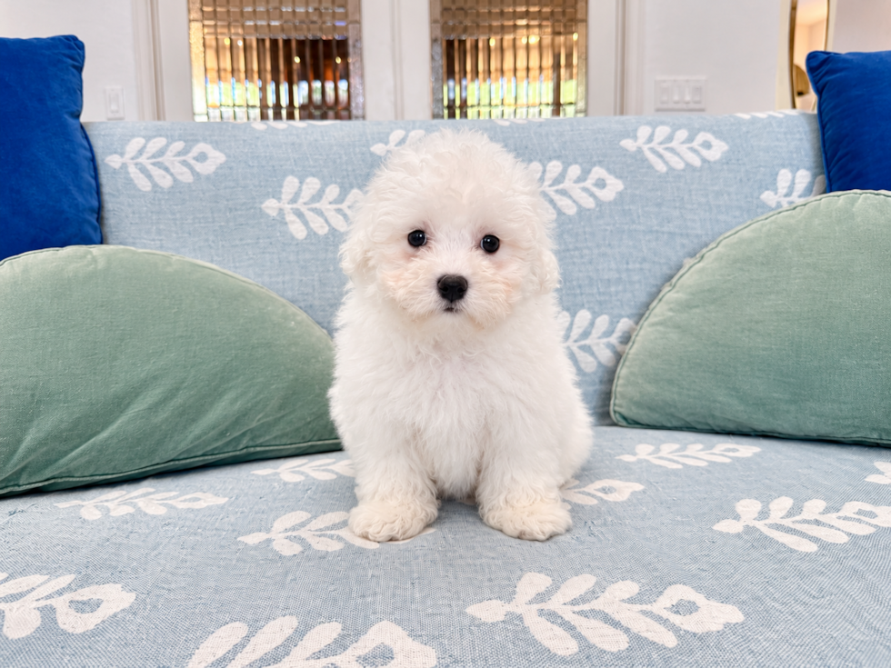 Best Shih Poo Baby