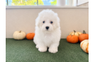 Shih Poo Pup Being Cute