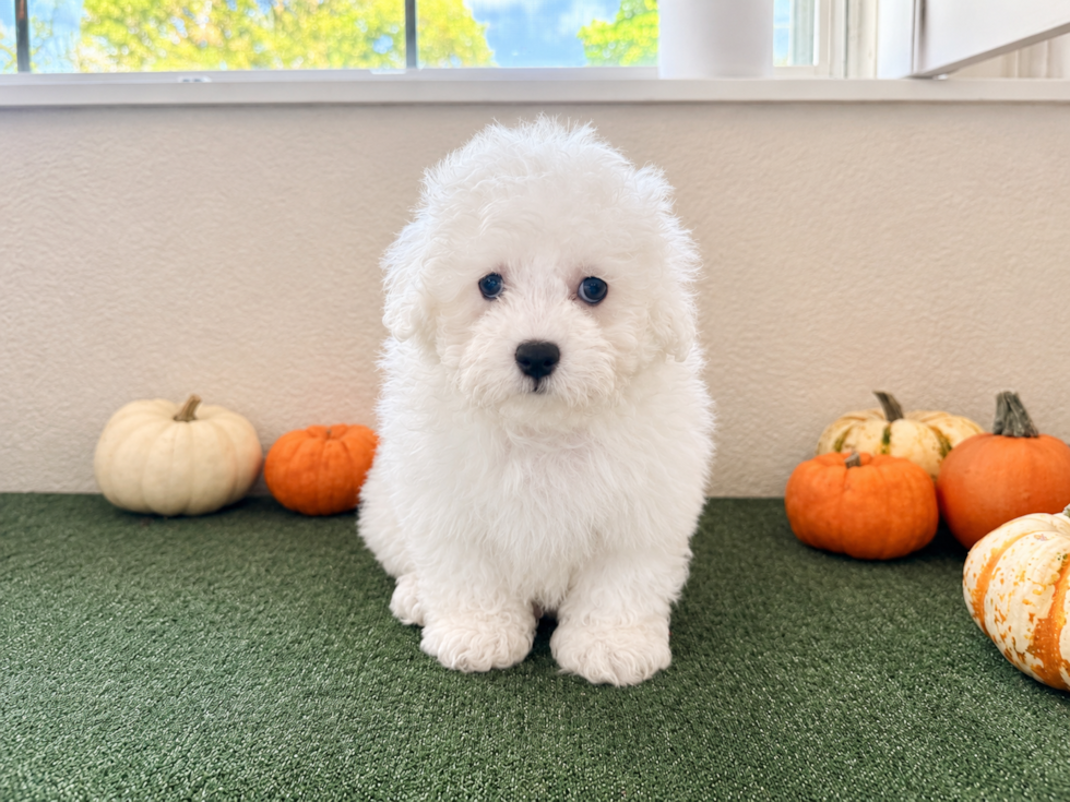 Shih Poo Pup Being Cute
