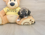 8 week old Shih Poo Puppy For Sale - Seaside Pups