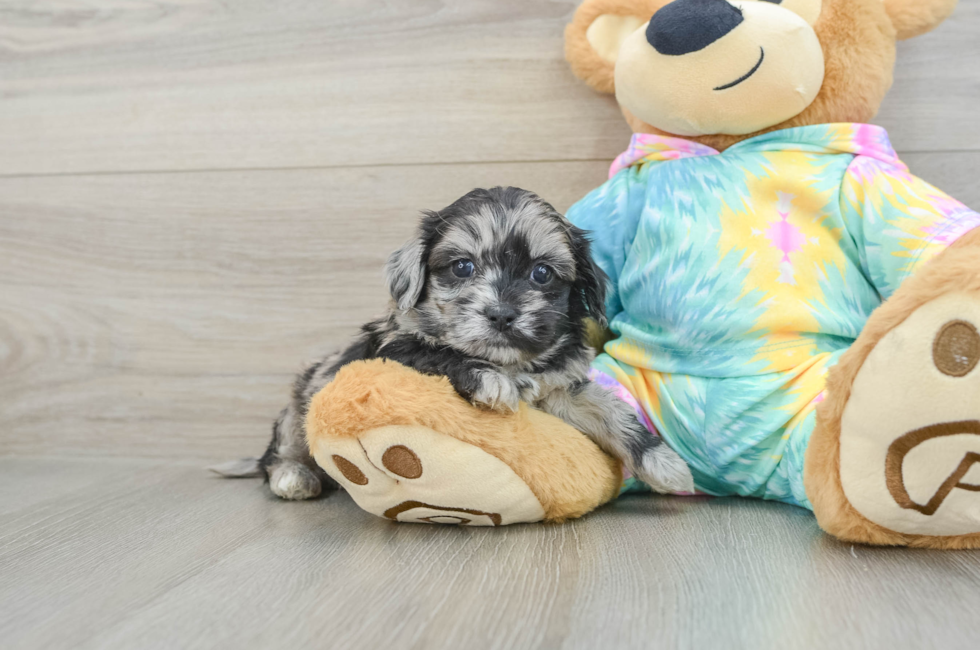 6 week old Shih Poo Puppy For Sale - Seaside Pups