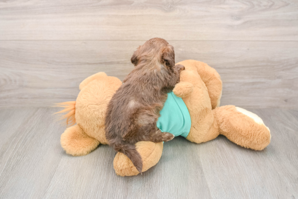 Shih Poo Pup Being Cute