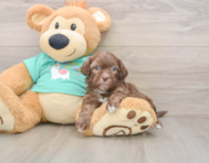 5 week old Shih Poo Puppy For Sale - Seaside Pups