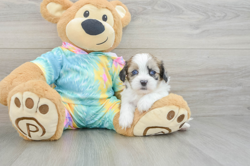 6 week old Shih Poo Puppy For Sale - Seaside Pups