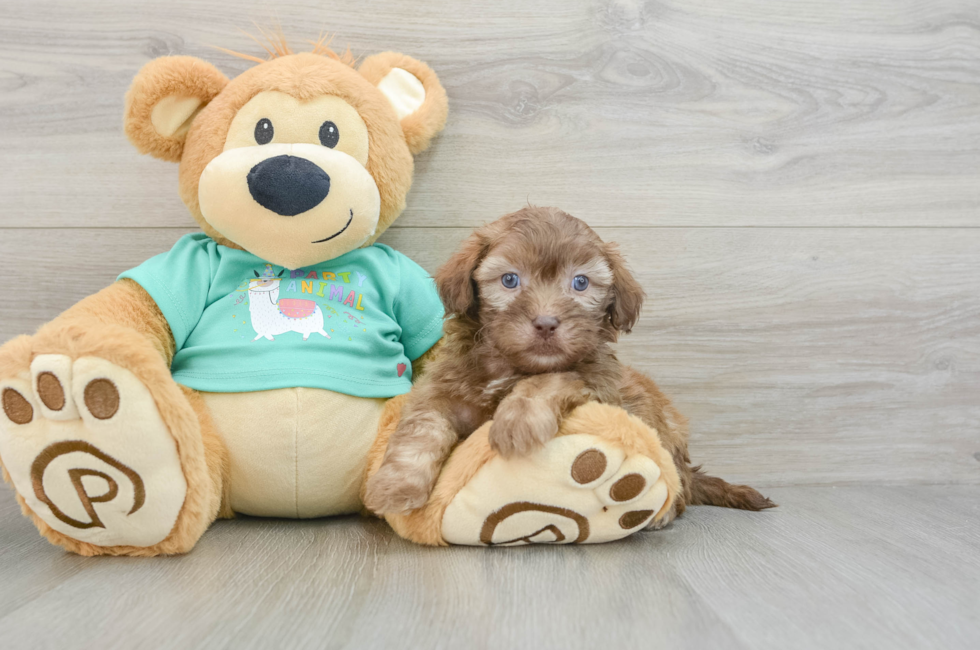 8 week old Shih Poo Puppy For Sale - Seaside Pups