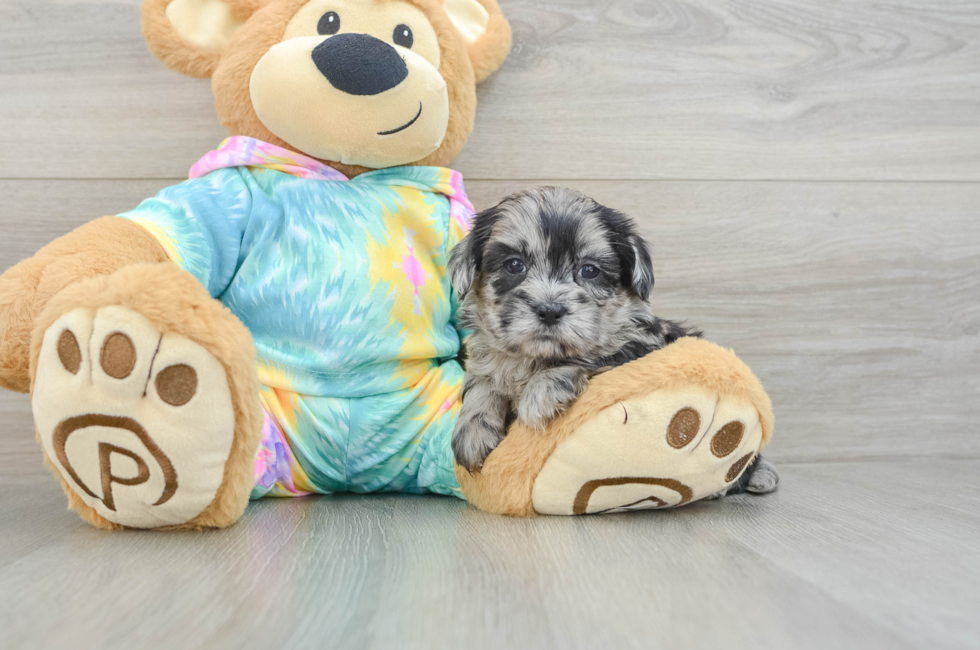 6 week old Shih Poo Puppy For Sale - Seaside Pups
