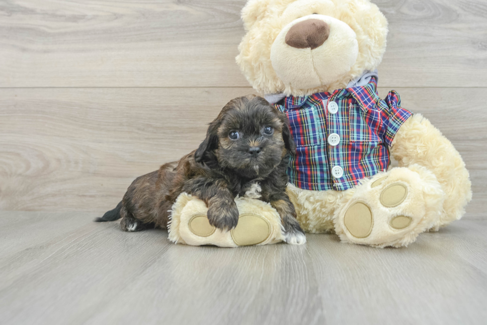 Smart Shih Poo Poodle Mix Pup