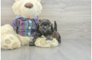 Shih Poo Puppy for Adoption