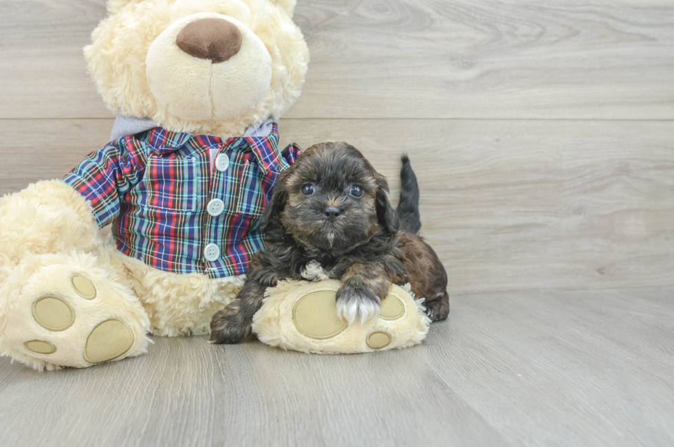 7 week old Shih Poo Puppy For Sale - Seaside Pups