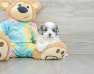 8 week old Shih Poo Puppy For Sale - Seaside Pups