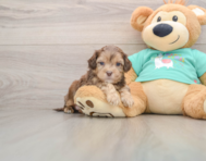 5 week old Shih Poo Puppy For Sale - Seaside Pups