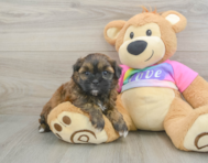 8 week old Shih Poo Puppy For Sale - Seaside Pups