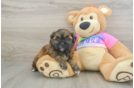 Little Shih Poo Poodle Mix Puppy