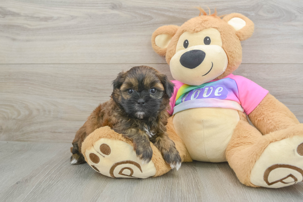 Little Shih Poo Poodle Mix Puppy