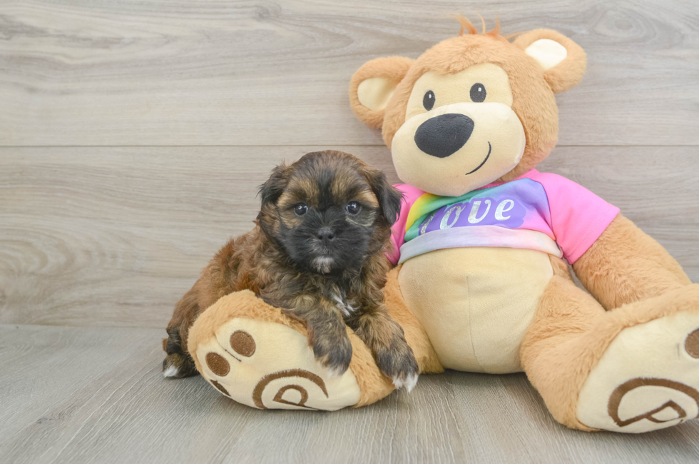 5 week old Shih Poo Puppy For Sale - Seaside Pups