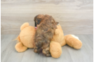 Best Shih Poo Baby