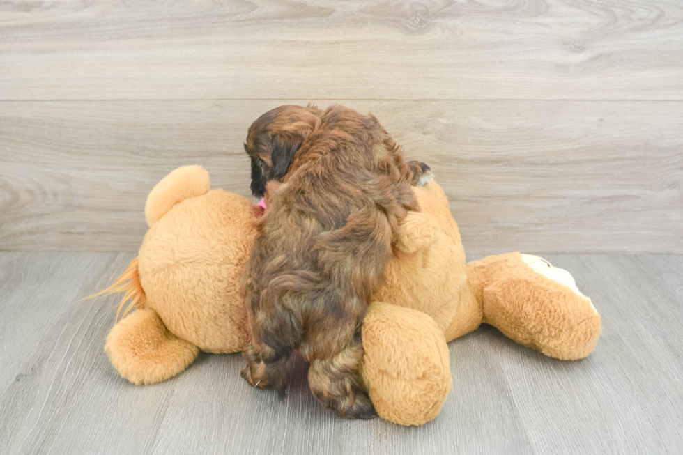 Best Shih Poo Baby