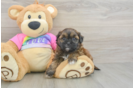 Smart Shih Poo Poodle Mix Pup