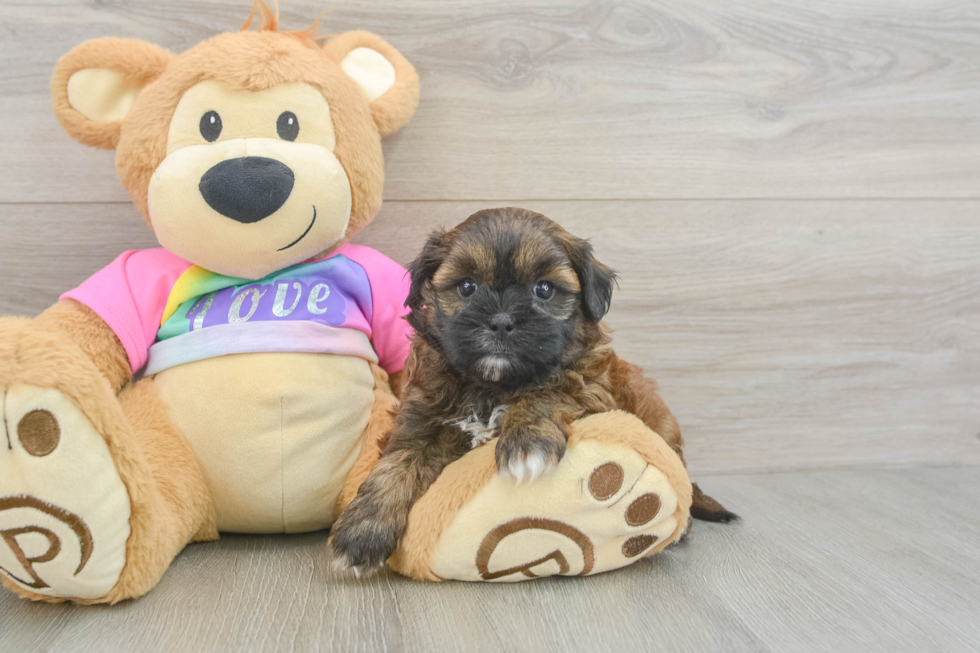 Smart Shih Poo Poodle Mix Pup