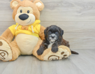 7 week old Shih Poo Puppy For Sale - Seaside Pups