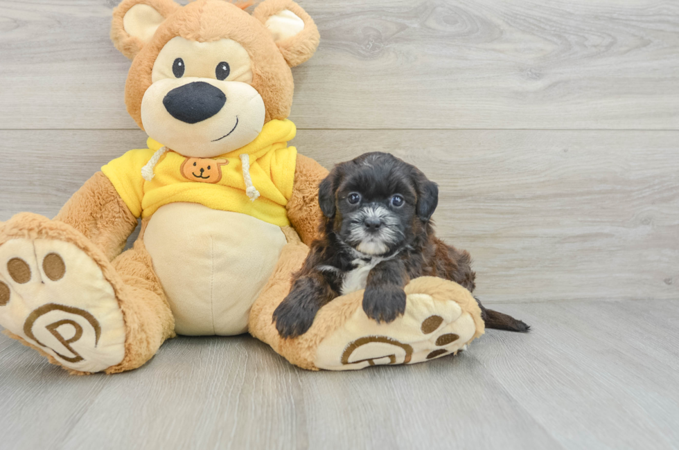 7 week old Shih Poo Puppy For Sale - Seaside Pups