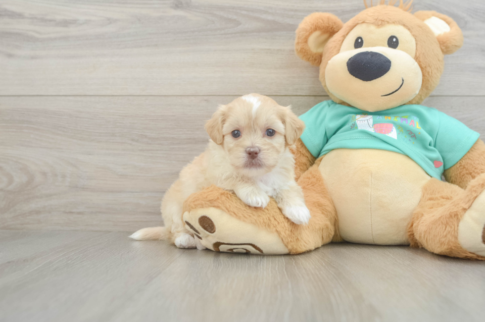 5 week old Shih Poo Puppy For Sale - Seaside Pups