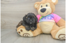 Shih Poo Pup Being Cute
