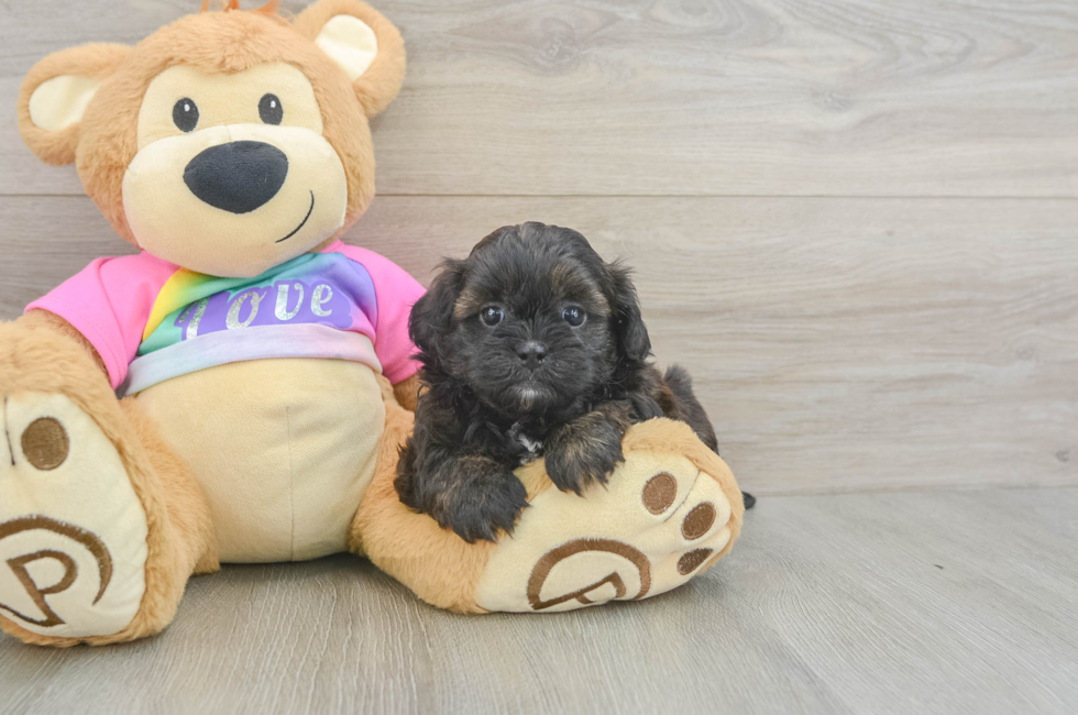 5 week old Shih Poo Puppy For Sale - Seaside Pups