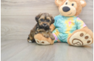 Best Shih Poo Baby