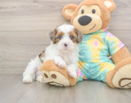 8 week old Shih Poo Puppy For Sale - Seaside Pups